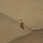 14k gold pendant with lab-grown diamond eyes, handcrafted by Zaerine—includes IGI certificate. Made to Last.