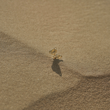 14k gold pendant with lab-grown diamond eyes, handcrafted by Zaerine—includes IGI certificate. Made to Last.